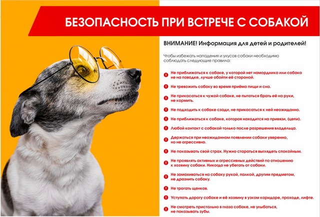 Безопасность при встрече с собакой